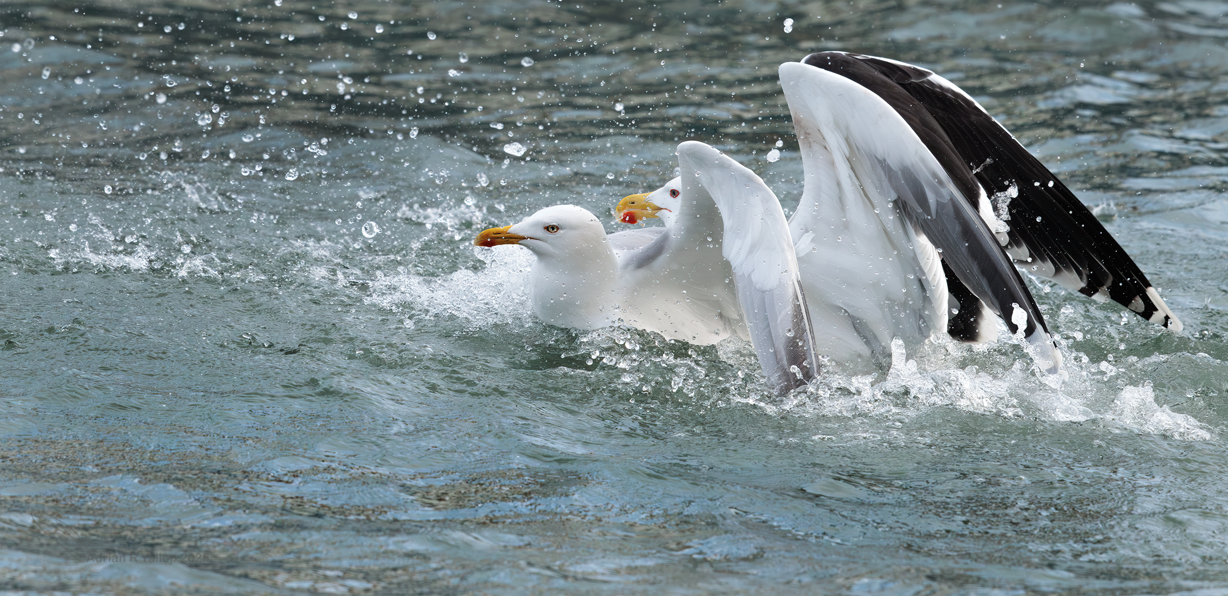 Larus marina